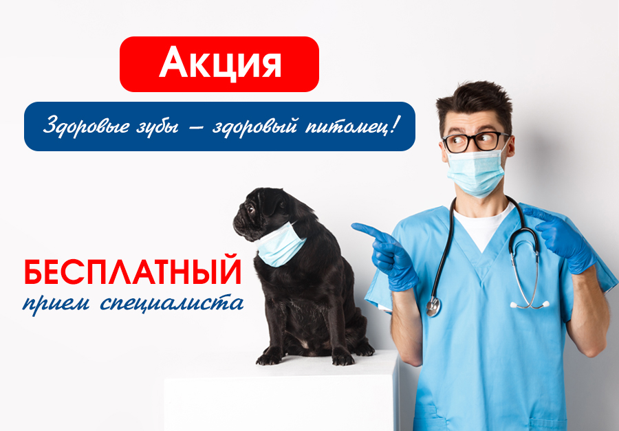 zdorovye-zuby Здоровые зубы — здоровый питомец!