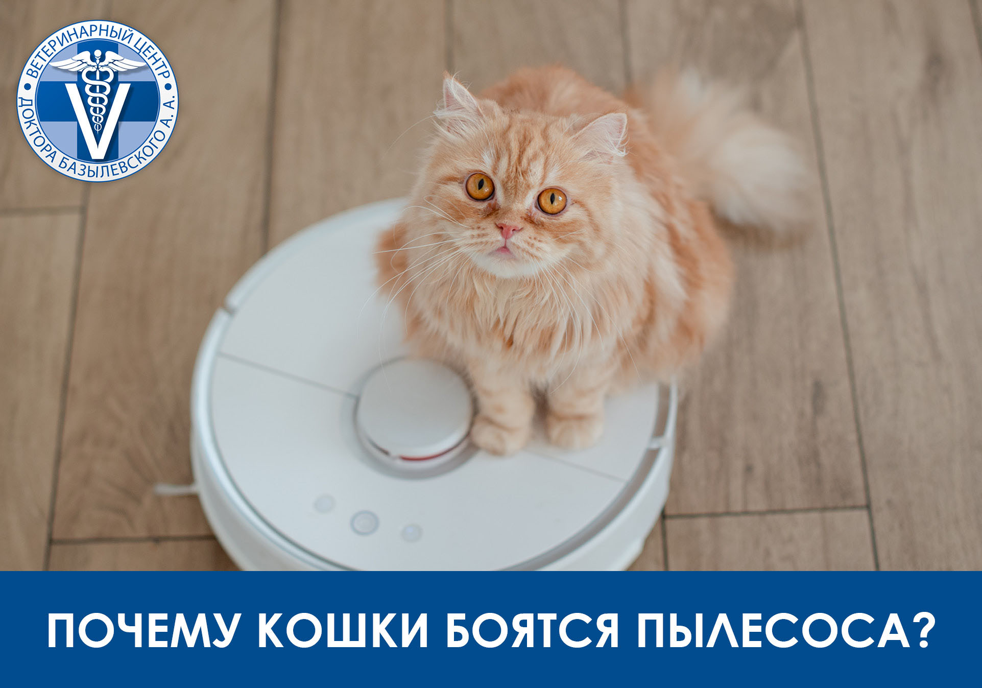 почему кошки боятся пылесоса