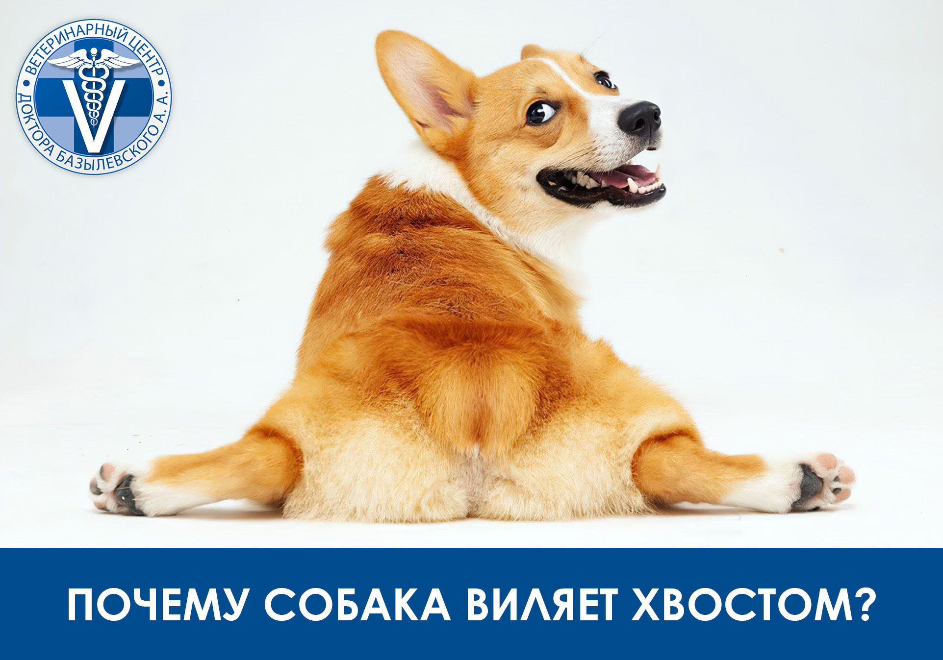 почему собака виляет хвостом