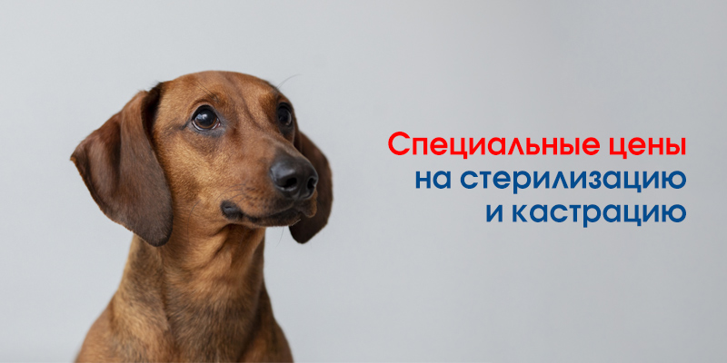 kastracii-sobaki-minsk Скидки июня в филиале «Минск-Серебрянка»
