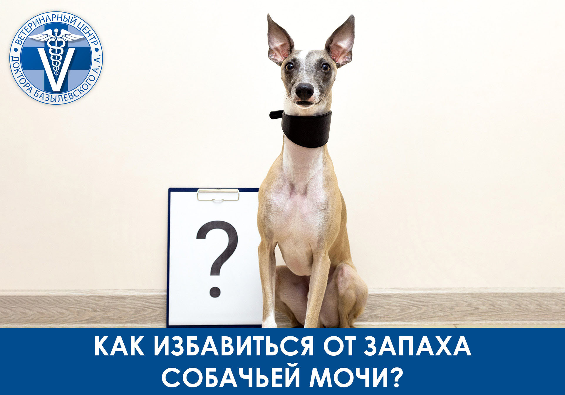 Как избавиться от запаха собачьей мочи