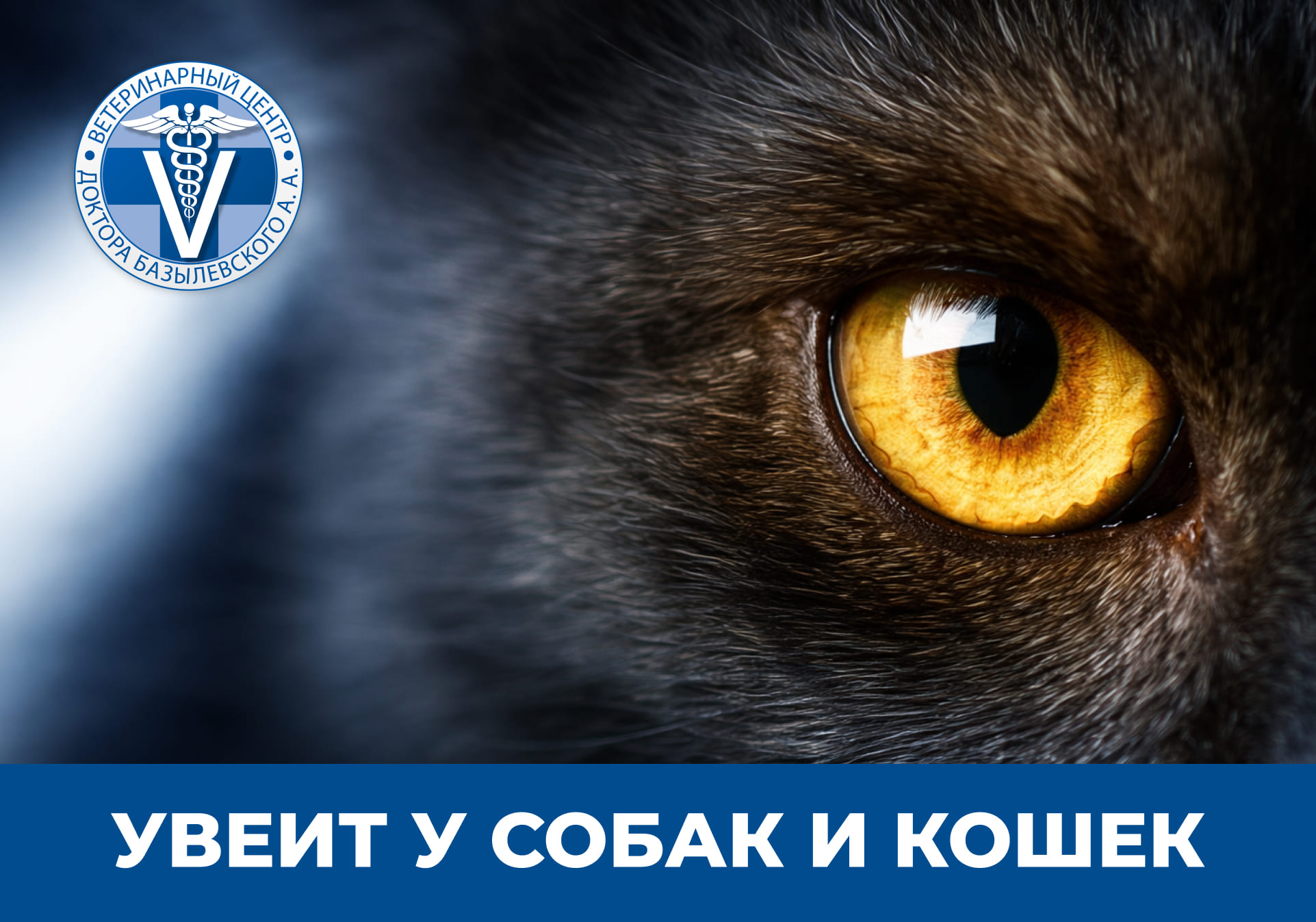 глаз кота