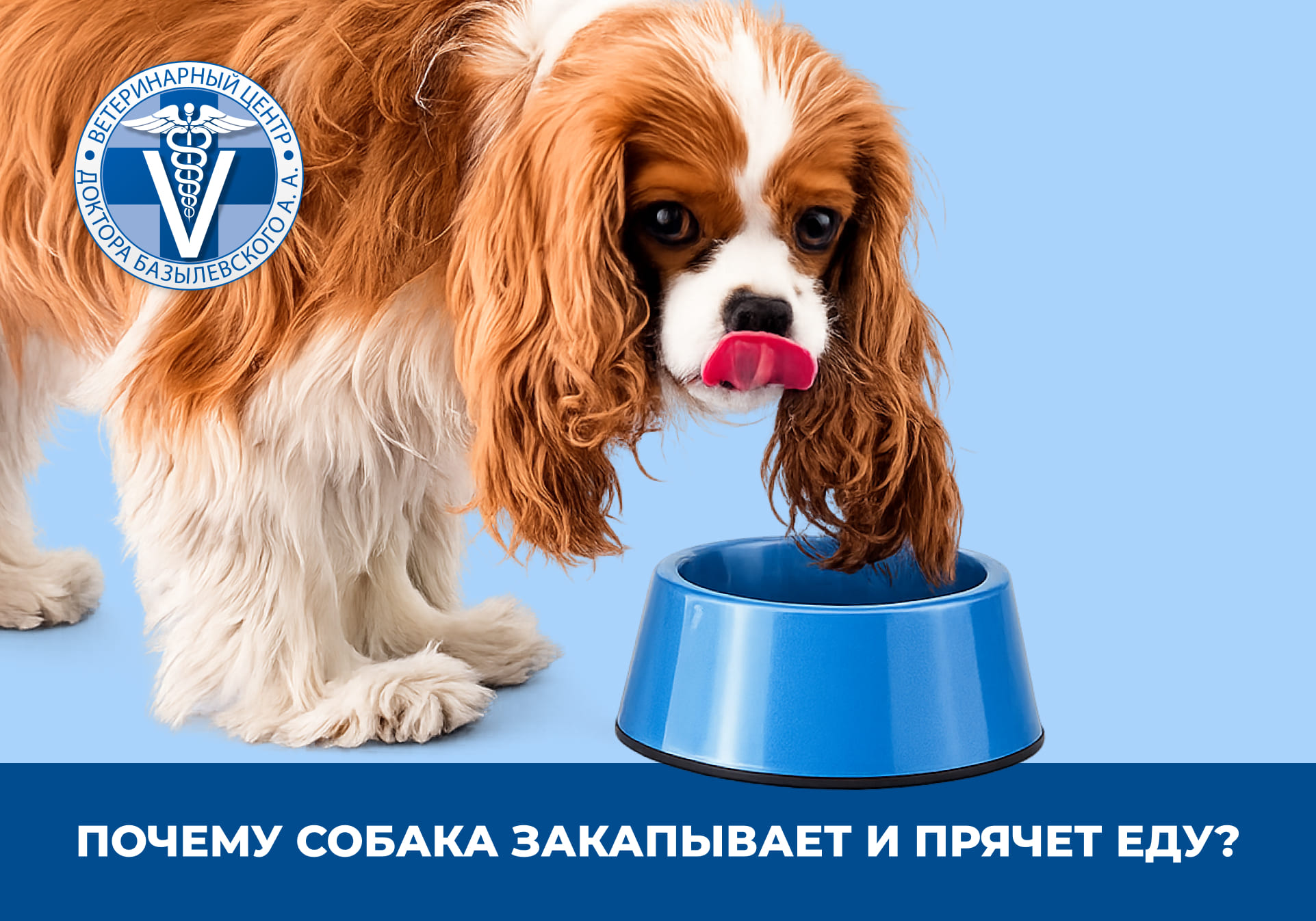 собака ест
